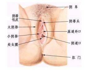 女人的阴部的图片,女性阴部解剖图解