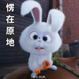 萌宠大机密兔子表情包,兔子表情包里的欢乐时光