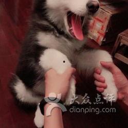 宠物网红小七,宠物界的网红明星，萌动万千网友心